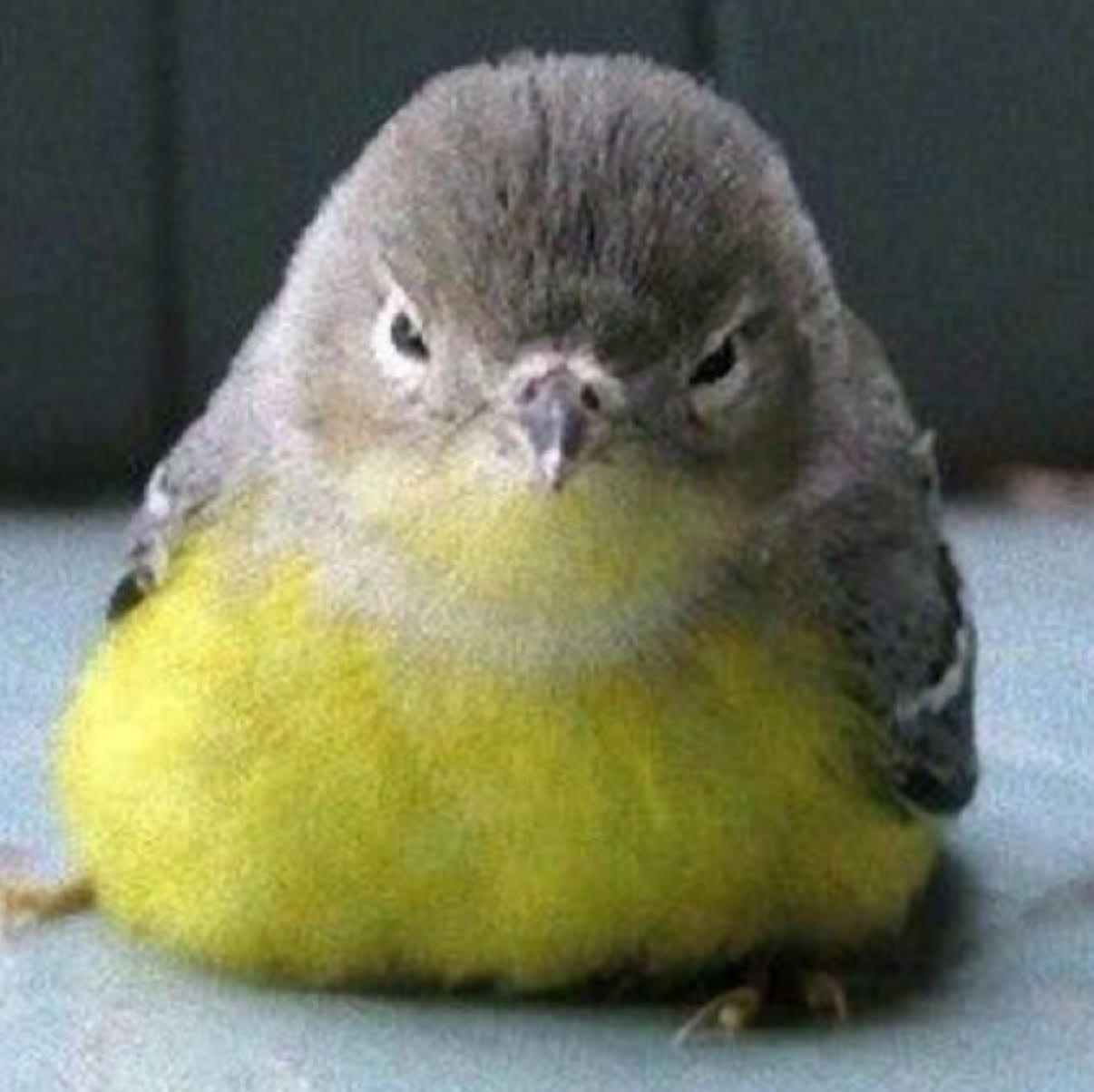 ひらた